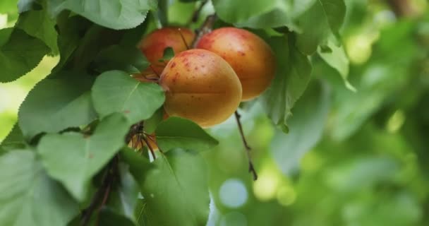 Közelkép Érett Kajszibarack Akasztott Gyümölcsfa Gyümölcsöskert Backyard Country Village Farm — Stock videók