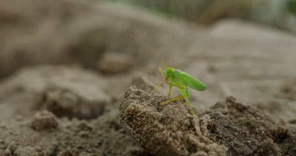 Green Grasshopper Eat Something — стоковое видео