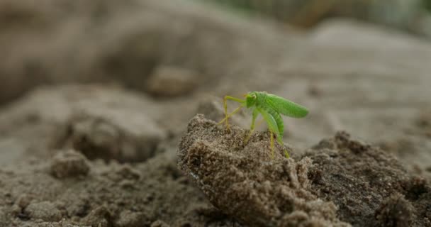 Grüne Heuschrecke Frisst Etwas Auf Sand — Stockvideo