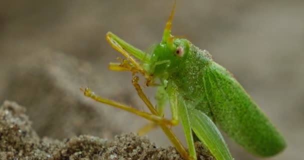 绿蚱蜢在沙地上吃东西4K — 图库视频影像