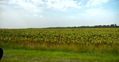Araba Pencere Manzaralı Ayçiçeği Tarlası Tarım Çiftliği Ukrayna Ovaları Steppe. Kırsal Kır Sahnesi. Sezon 4, Bölüm K