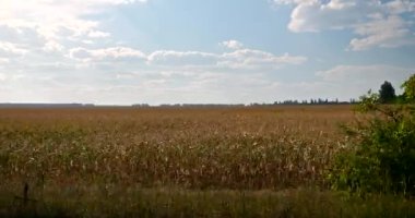 Araba Pencere Manzaralı Mısır Tarlası Tarım Ukrayna Ovaları Steppe. Kırsal Kır Sahnesi. Sezon 4, Bölüm K