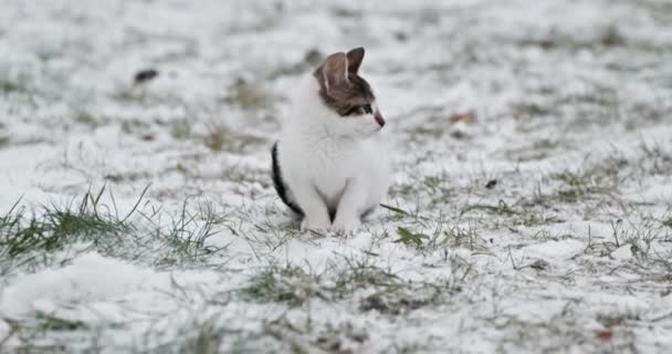 Gatito Congelado Nieve Tabby Cat Chilling Air Invierno Frío Cámara — Vídeos de Stock