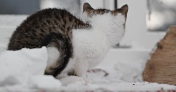 Gatito Congelado Esperando Cerca Ventana Puerta Vidrio Para Entrar Casa — Vídeos de Stock