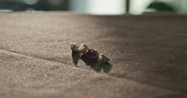 Közelkép Kihúzta Tejfogat Vérrel Elveszett Tejfogak Asztalon Fekszenek Bites — Stock videók