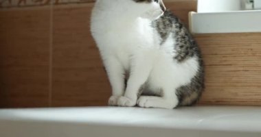 Küçük Tekir Kedi Banyo 'daki küvette oturur ve özenle seyreder. 4K 10-bit