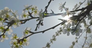 Meyve Bahçesi 'ndeki Meyve Ağacı dalında Beyaz Çiçekler. Güneşli Mavi Gökyüzü. Parlak Bahar Günü. 4K 10-bit