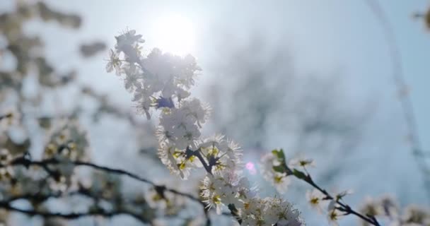 Flori Flori Albe Ramura Pomilor Fructe Gradina Livadă Cerul Albastru Secvență video de stoc