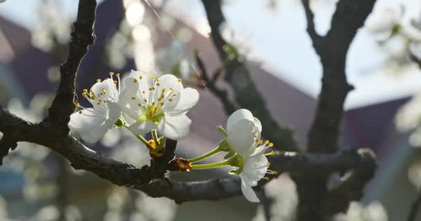 Białe Kwiaty Gałęzi Drzew Owocowych Ogrodzie Sadowym Słoneczne Niebieskie Niebo — Wideo stockowe
