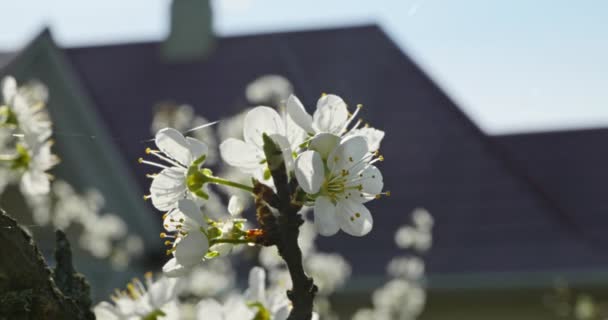 Białe Kwiaty Gałęzi Drzew Owocowych Ogrodzie Sadowym Słoneczne Niebieskie Niebo — Wideo stockowe