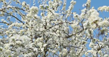 Meyve Bahçesi 'ndeki Meyve Ağacı dalında Beyaz Çiçekler. Güneşli Mavi Gökyüzü. Parlak Bahar Günü. 4K 10-bit