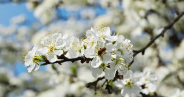 Meyve Bahçesi 'ndeki Meyve Ağacı dalında Beyaz Çiçekler. Güneşli Mavi Gökyüzü. Parlak Bahar Günü. 4K 10-bit