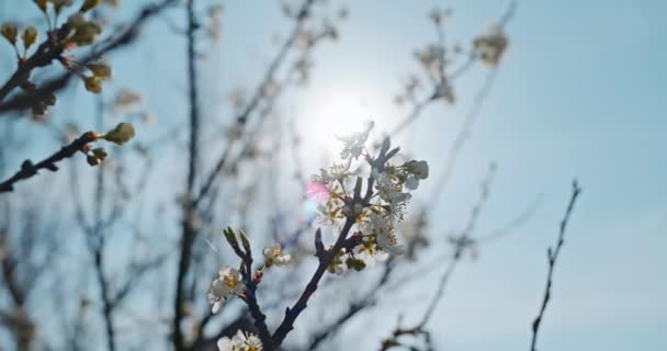 Flori Flori Albe Ramura Pomilor Fructe Gradina Livadă Cerul Albastru Secvență video de stoc fără drepturi de autor