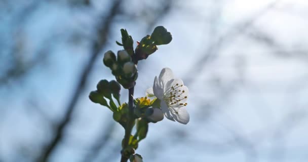 Flori Flori Albe Ramura Pomilor Fructe Gradina Livadă Cerul Albastru Videoclip de stoc