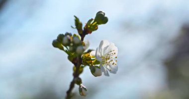 Meyve Bahçesi 'ndeki Meyve Ağacı dalında Beyaz Çiçekler. Güneşli Mavi Gökyüzü. Parlak Bahar Günü. 4K 10-bit