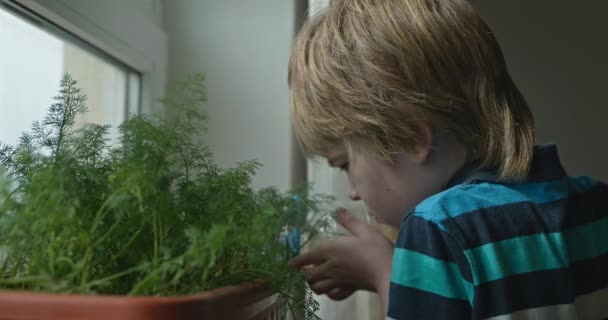 Caucazian European Kid Boy Watering Plants Windowsill Window Acasă Biți Secvență video de stoc