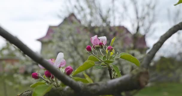 Pink Blossom Flowers Apple Tree Branch Orchard Garden Spring Day Videoclip de stoc fără drepturi de autor
