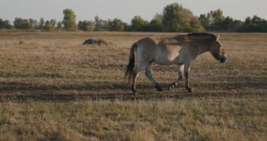 Kırsal bölgedeki çayırlarda otlayan Atlar Sürüsü. Kırsal Sahne 4K 10-bit