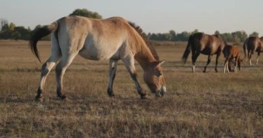 Kırsal bölgedeki çayırlarda otlayan Atlar Sürüsü. Kırsal Sahne 4K 10-bit