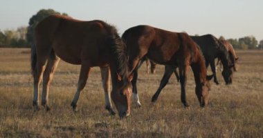 Kırsal bölgedeki çayırlarda otlayan Atlar Sürüsü. Kırsal Sahne 4K 10-bit