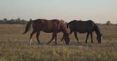 Kırsal bölgedeki çayırlarda otlayan Atlar Sürüsü. Kırsal Sahne 4K 10-bit