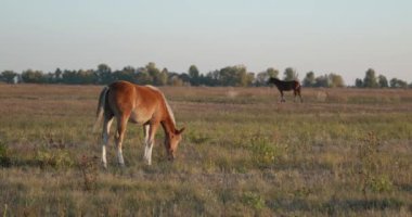 Kırsal bölgedeki çayırlarda otlayan Atlar Sürüsü. Kırsal Sahne 4K 10-bit
