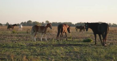 Kırsal bölgedeki çayırlarda otlayan Atlar Sürüsü. Kırsal Sahne 4K 10-bit