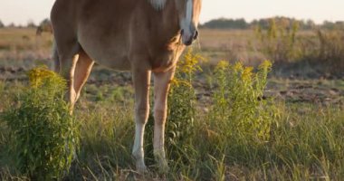 Kırsal bölgedeki çayırlarda otlayan Atlar Sürüsü. Kırsal Sahne 4K 10-bit