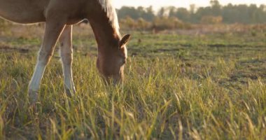 Kırsal bölgedeki çayırlarda otlayan Atlar Sürüsü. Kırsal Sahne 4K 10-bit