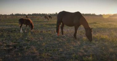 Kırsal bölgedeki çayırlarda otlayan Atlar Sürüsü. Kırsal Sahne 4K 10-bit