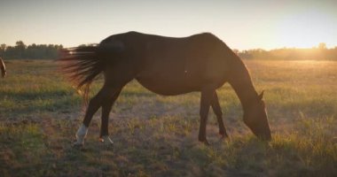 Kırsal bölgedeki çayırlarda otlayan Atlar Sürüsü. Kırsal Sahne 4K 10-bit