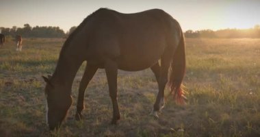 Kırsal bölgedeki çayırlarda otlayan Atlar Sürüsü. Kırsal Sahne 4K 10-bit
