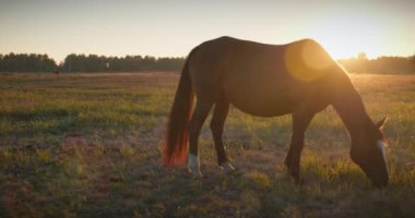 Kırsal bölgedeki çayırlarda otlayan Atlar Sürüsü. Kırsal Sahne 4K 10-bit