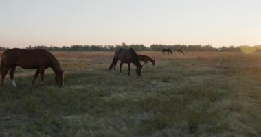 Kırsal bölgedeki çayırlarda otlayan Atlar Sürüsü. Kırsal Sahne 4K 10-bit