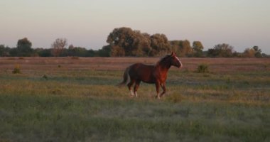 Kırsal bölgedeki çayırlarda otlayan Atlar Sürüsü. Kırsal Sahne 4K 10-bit