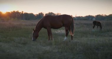 Kırsal bölgedeki çayırlarda otlayan Atlar Sürüsü. Kırsal Sahne 4K 10-bit