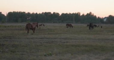 Kırsal bölgedeki çayırlarda otlayan Atlar Sürüsü. Kırsal Sahne 4K 10-bit