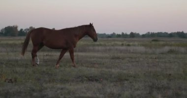 Kırsal bölgedeki çayırlarda otlayan Atlar Sürüsü. Kırsal Sahne 4K 10-bit