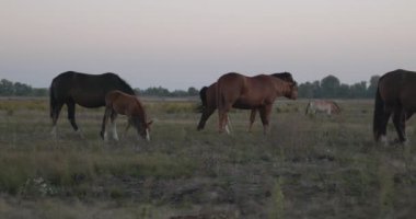 Kırsal bölgedeki çayırlarda otlayan Atlar Sürüsü. Kırsal Sahne 4K 10-bit