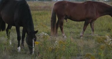 Kırsal bölgedeki çayırlarda otlayan Atlar Sürüsü. Kırsal Sahne 4K 10-bit