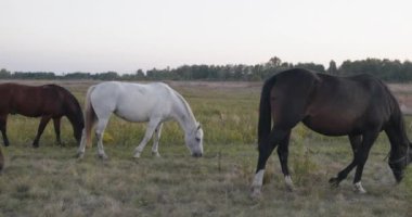 Kırsal bölgedeki çayırlarda otlayan Atlar Sürüsü. Kırsal Sahne 4K 10-bit