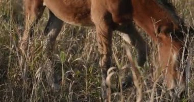 Kırsal bölgedeki çayırlarda otlayan Atlar Sürüsü. Kırsal Sahne 4K 10-bit