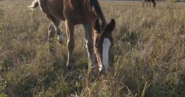 Kırsal bölgedeki çayırlarda otlayan Atlar Sürüsü. Kırsal Sahne 4K 10-bit