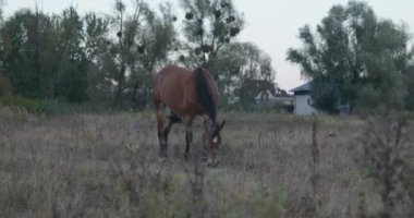 Kırsal bölgedeki çayırlarda otlayan Atlar Sürüsü. Kırsal Sahne 4K 10-bit