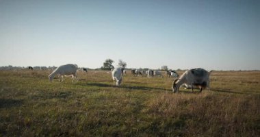 Bir tarlada otlayan keçi sürüsü gibi. Akşam Kırsal Sahne. 4K 10-bit Yavaş çekim 60fps