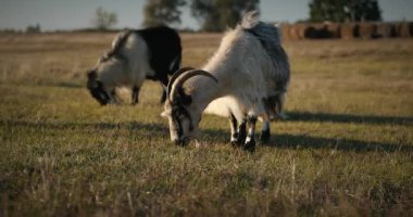 Bir tarlada otlayan keçi sürüsü gibi. Akşam Kırsal Sahne. 4K 10-bit Yavaş çekim 60fps