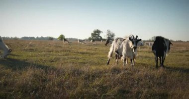 Bir tarlada otlayan keçi sürüsü gibi. Akşam Kırsal Sahne. 4K 10-bit Yavaş çekim 60fps