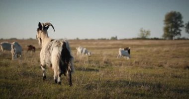 Bir tarlada otlayan keçi sürüsü gibi. Akşam Kırsal Sahne. 4K 10-bit Yavaş çekim 60fps