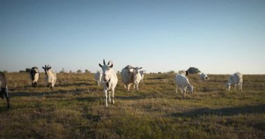 Bir tarlada otlayan keçi sürüsü gibi. Akşam Kırsal Sahne. 4K 10-bit Yavaş çekim 60fps