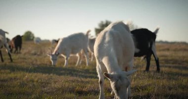 Bir tarlada otlayan keçi sürüsü gibi. Akşam Kırsal Sahne. 4K 10-bit Yavaş çekim 60fps